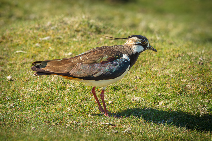 Lapwing Grinton moor